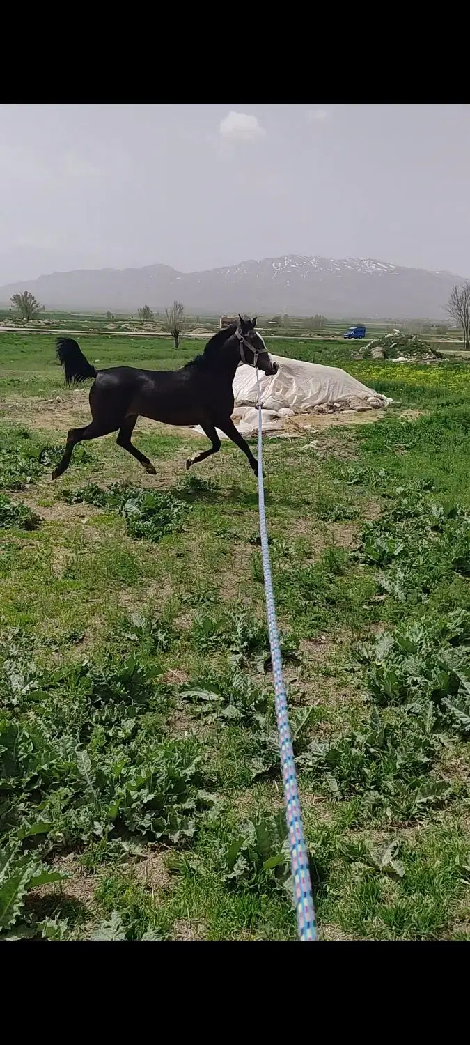 اسب|اسب و تجهیزات اسب‌سواری|چهاردانگه (تهران), |دیوار