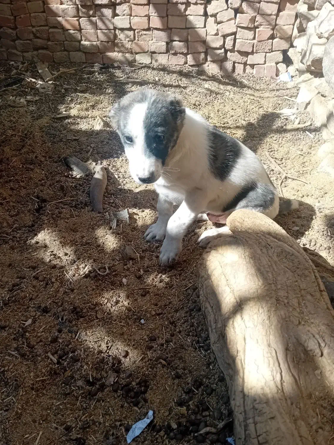 طوله سگ نر دوماهه|سگ|درمیان, |دیوار