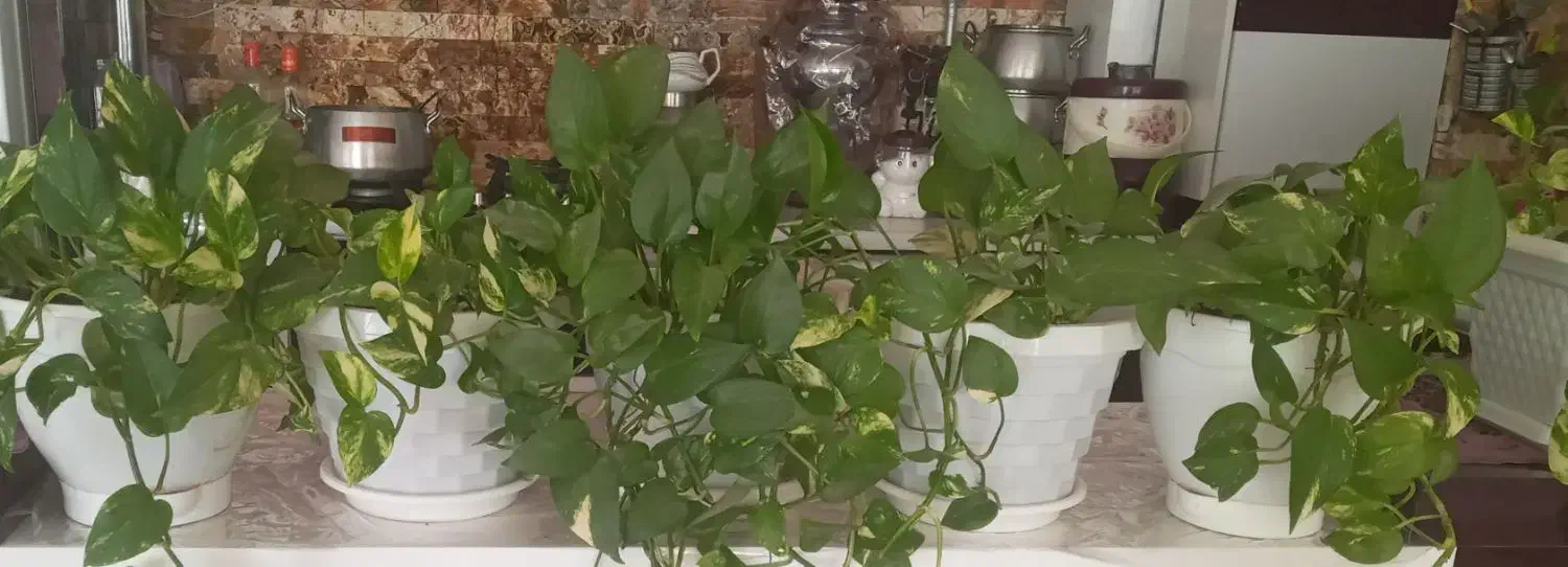 ۵عدد گل پیتوس سرحال وشاداب|گل و گیاه طبیعی|خواف, |دیوار