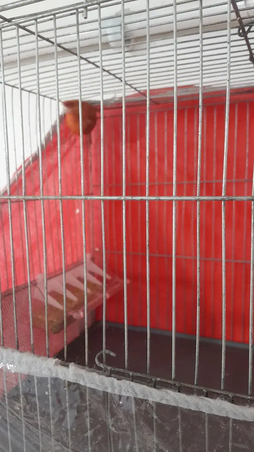 قناری|پرنده|کرمان, |دیوار