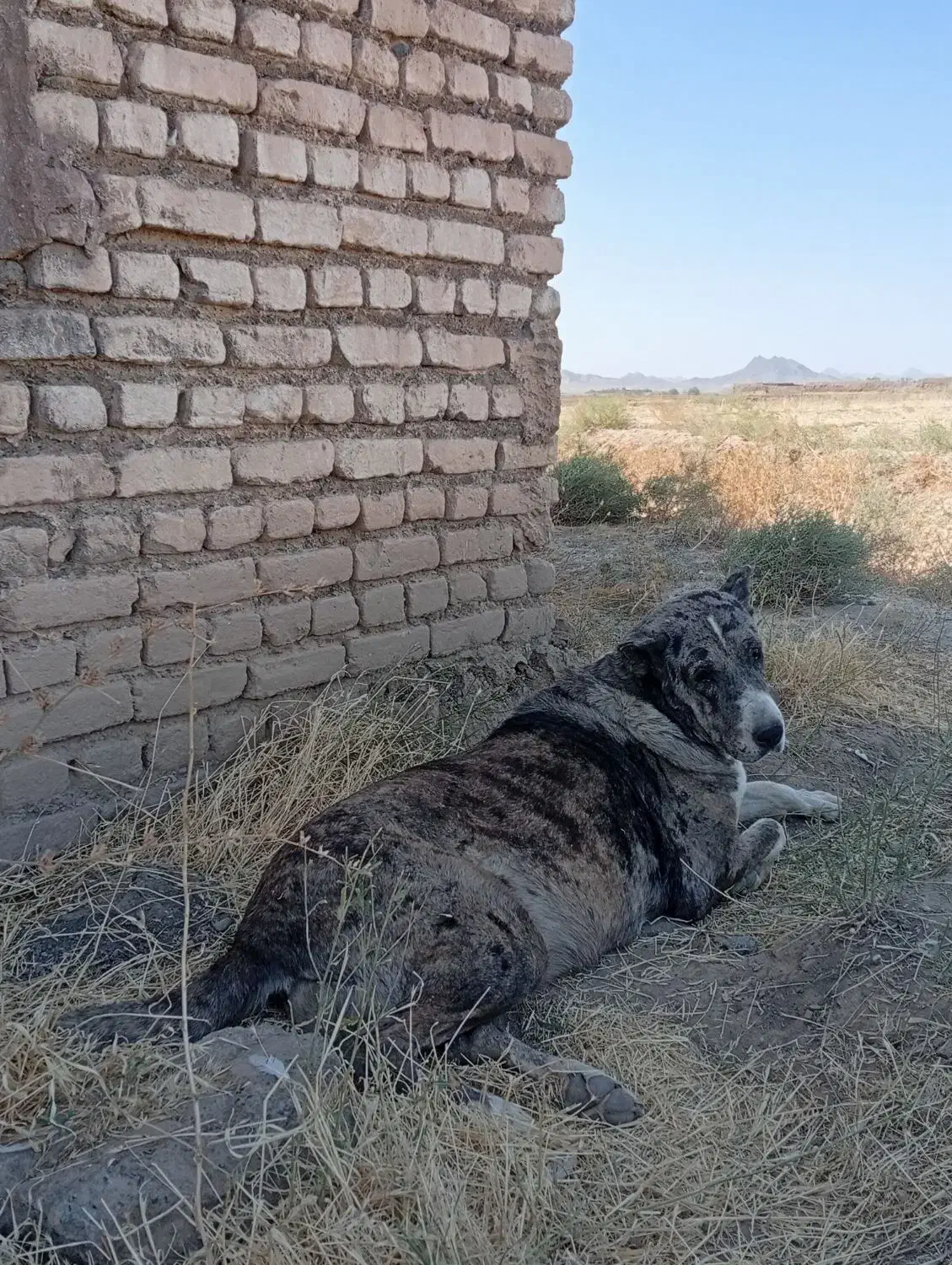 سگ ماده|سگ|زاوه, |دیوار