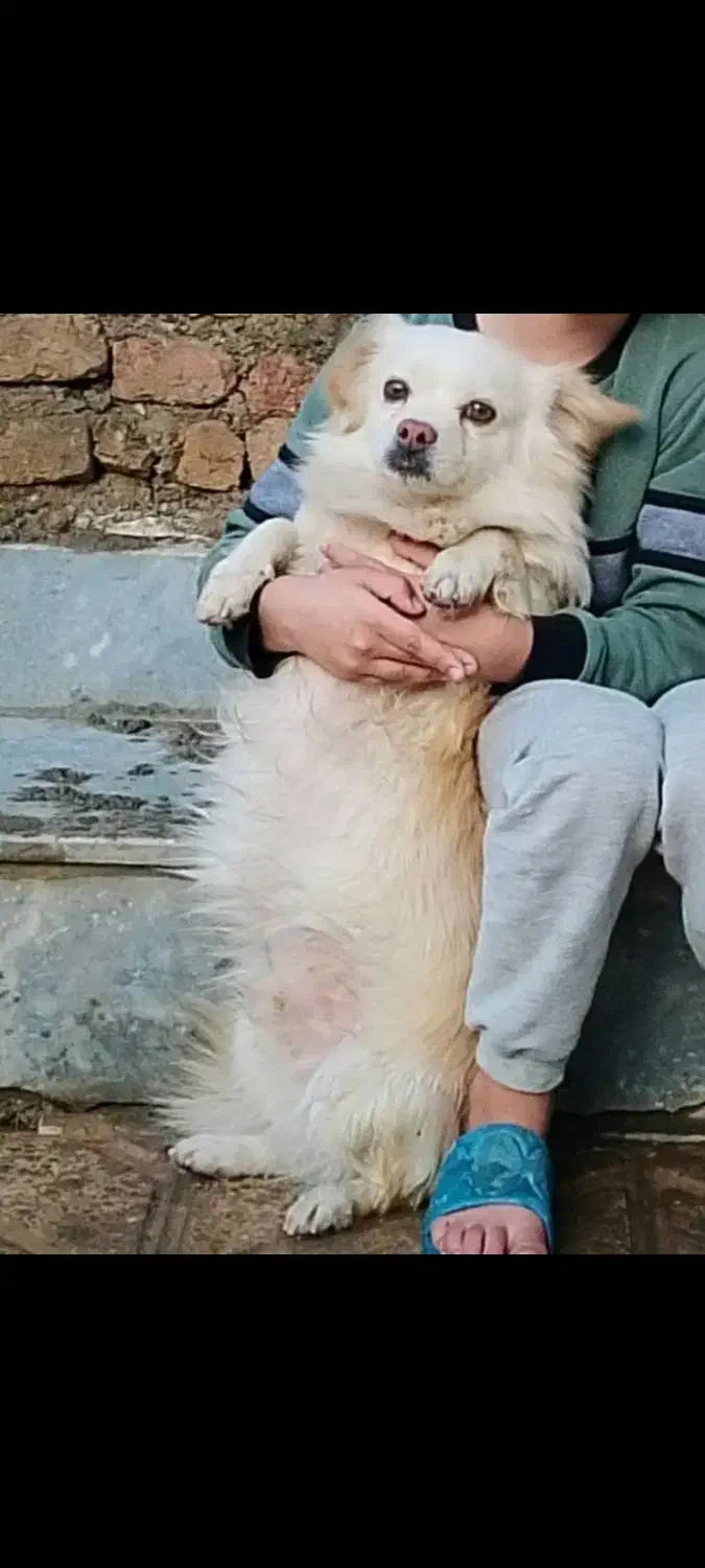 سگ پاکوتاه مخصوص آپارتمان خیلی ساکت و آروم|سگ|صوفیان, |دیوار