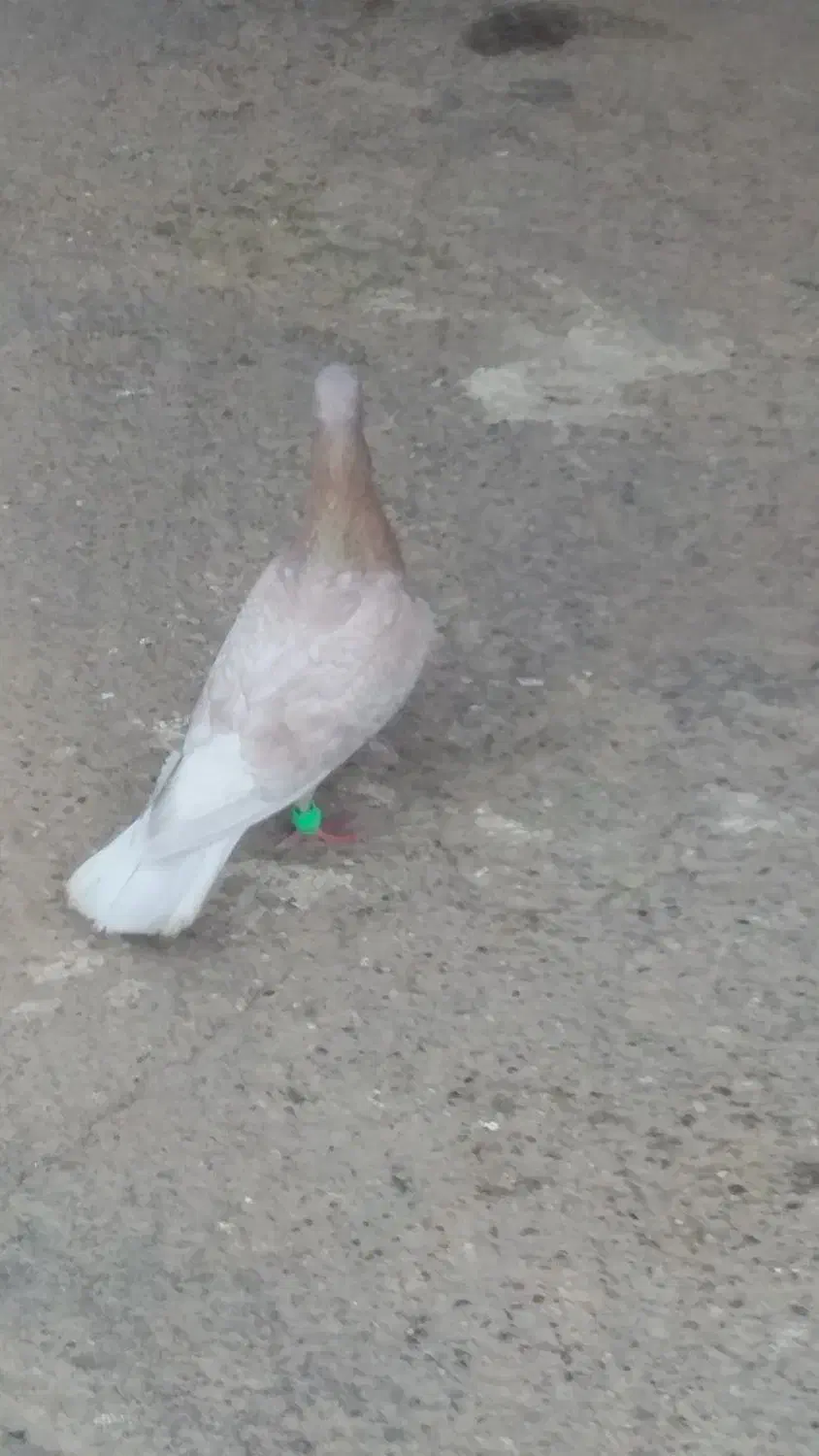 کبوتر دورگ|پرنده|بندر امام خمینی, |دیوار