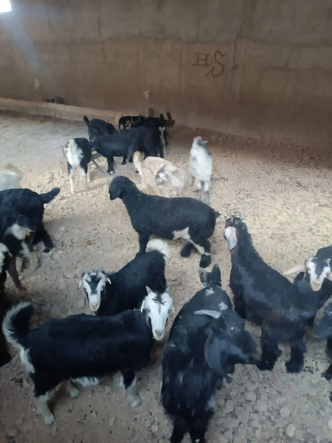 کهره نر چاق صادراتی|حیوانات مزرعه|سیدان, |دیوار