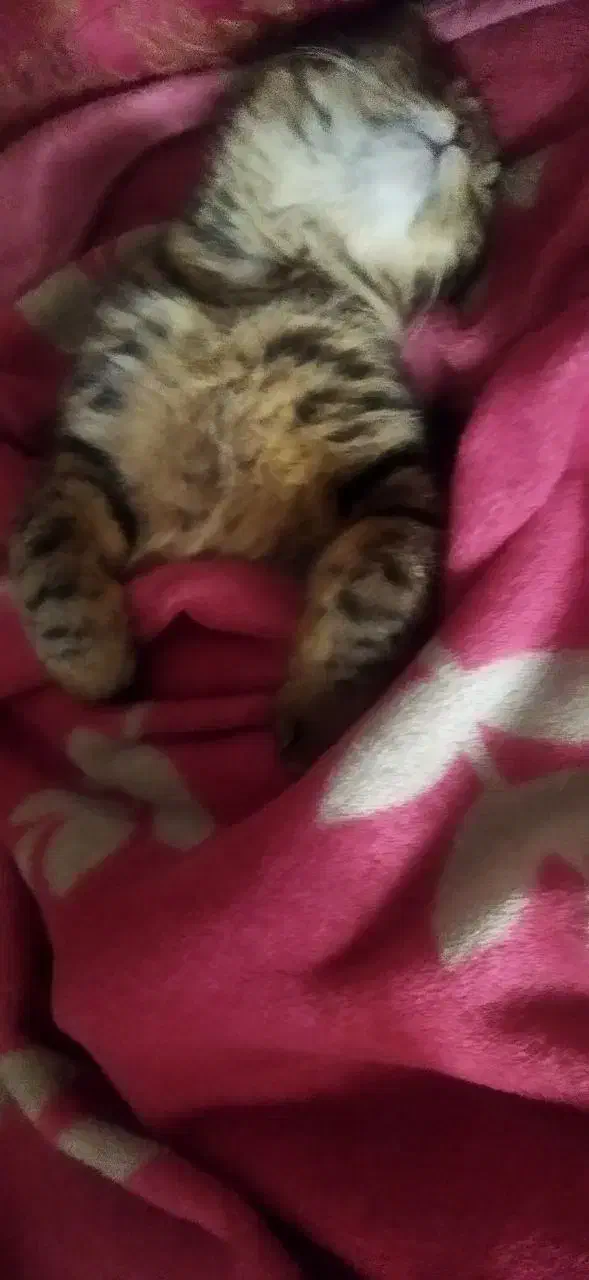 گربه گم شده|حیوانات|زاهدان, |دیوار