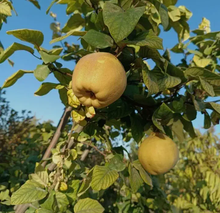 نهال به سیب پیوندی|خدمات باغبانی و درختکاری|نائین, |دیوار