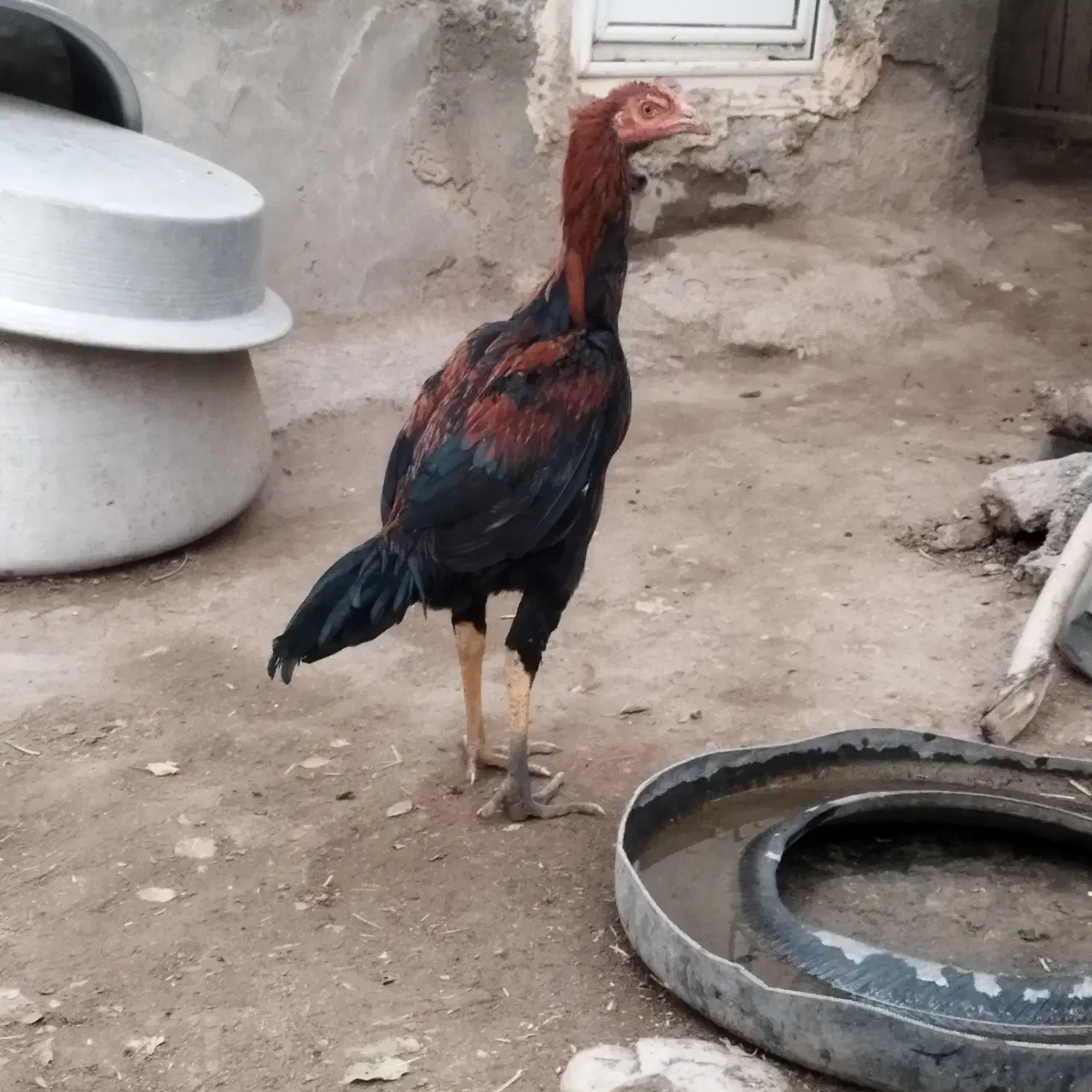 دو تا جوجه خروس لاری ۵ماهه و ۱ماهه|حیوانات مزرعه|اهر, |دیوار