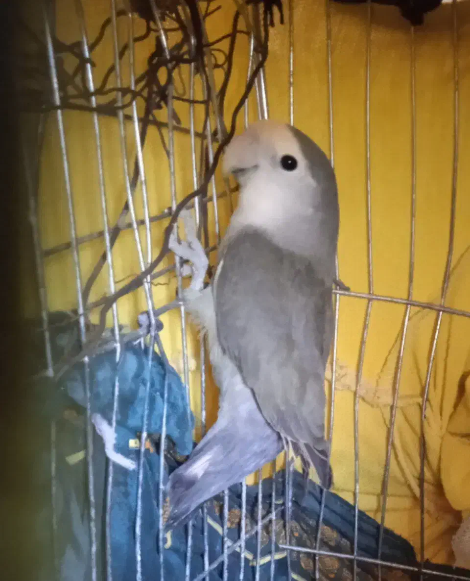 طوطی برزیلی قناری ماده طوطی برزیلی عروس هلندی|پرنده|سمیرم, |دیوار