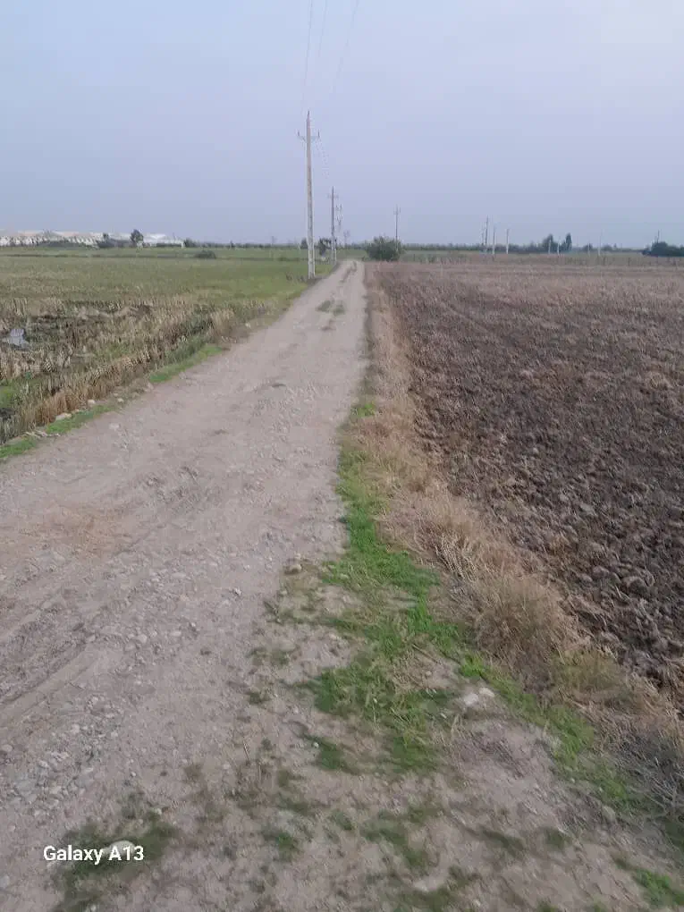 شالیزار|فروش دفتر صنعتی، کشاورزی، تجاری|کیاکلا, |دیوار