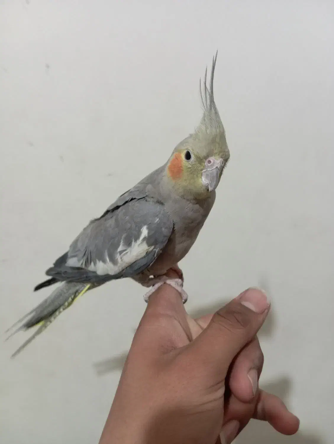 جوجه عروس هلندی|پرنده|تربت‌حیدریه, شهید قرنی|دیوار