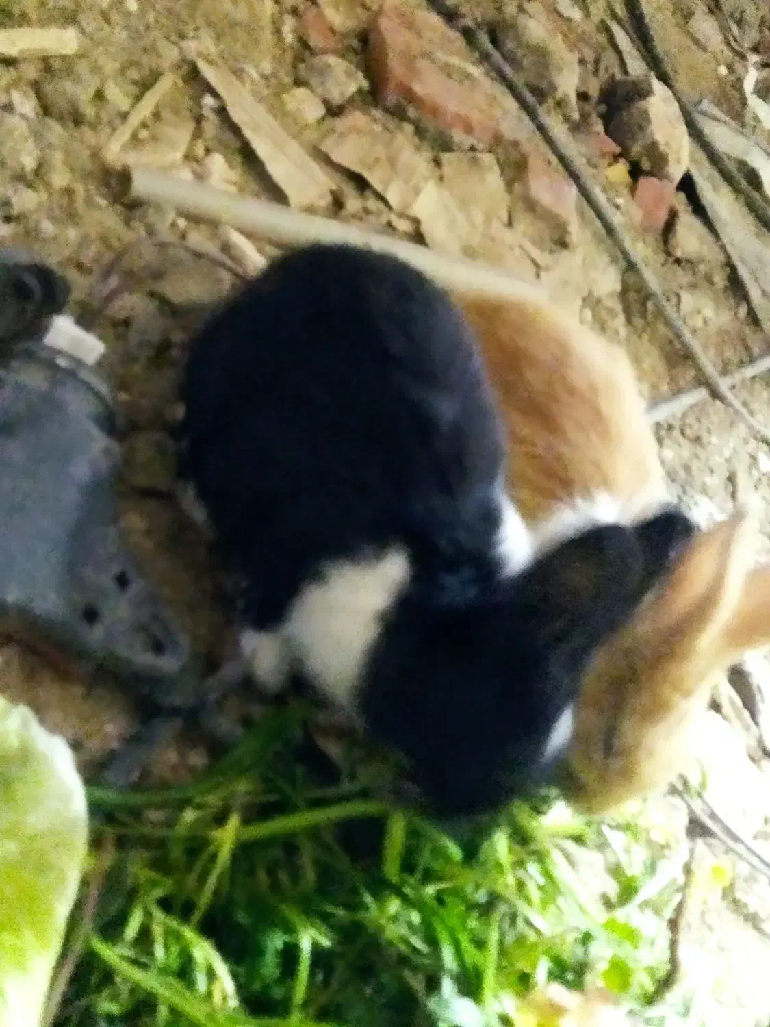 خرگوش بازی گوش وبدون مریض ومنیاتوری ونروماد|موش و خرگوش|مریوان, |دیوار