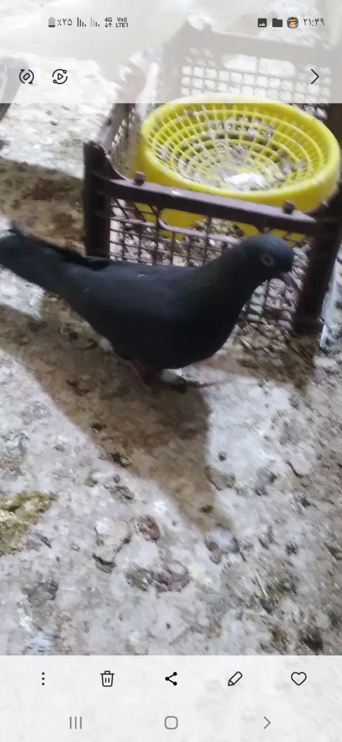 کبوتر گمشده|پرنده|رامهرمز, |دیوار