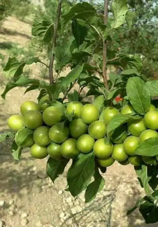 فروش نهال گوجه سبز شهریار|خدمات باغبانی و درختکاری|چوار, |دیوار