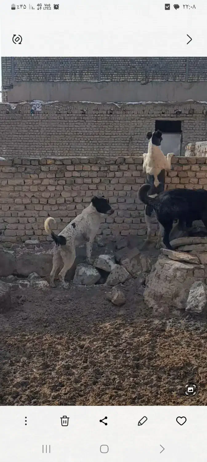 فروش حیوان|سگ|معصومیه, |دیوار