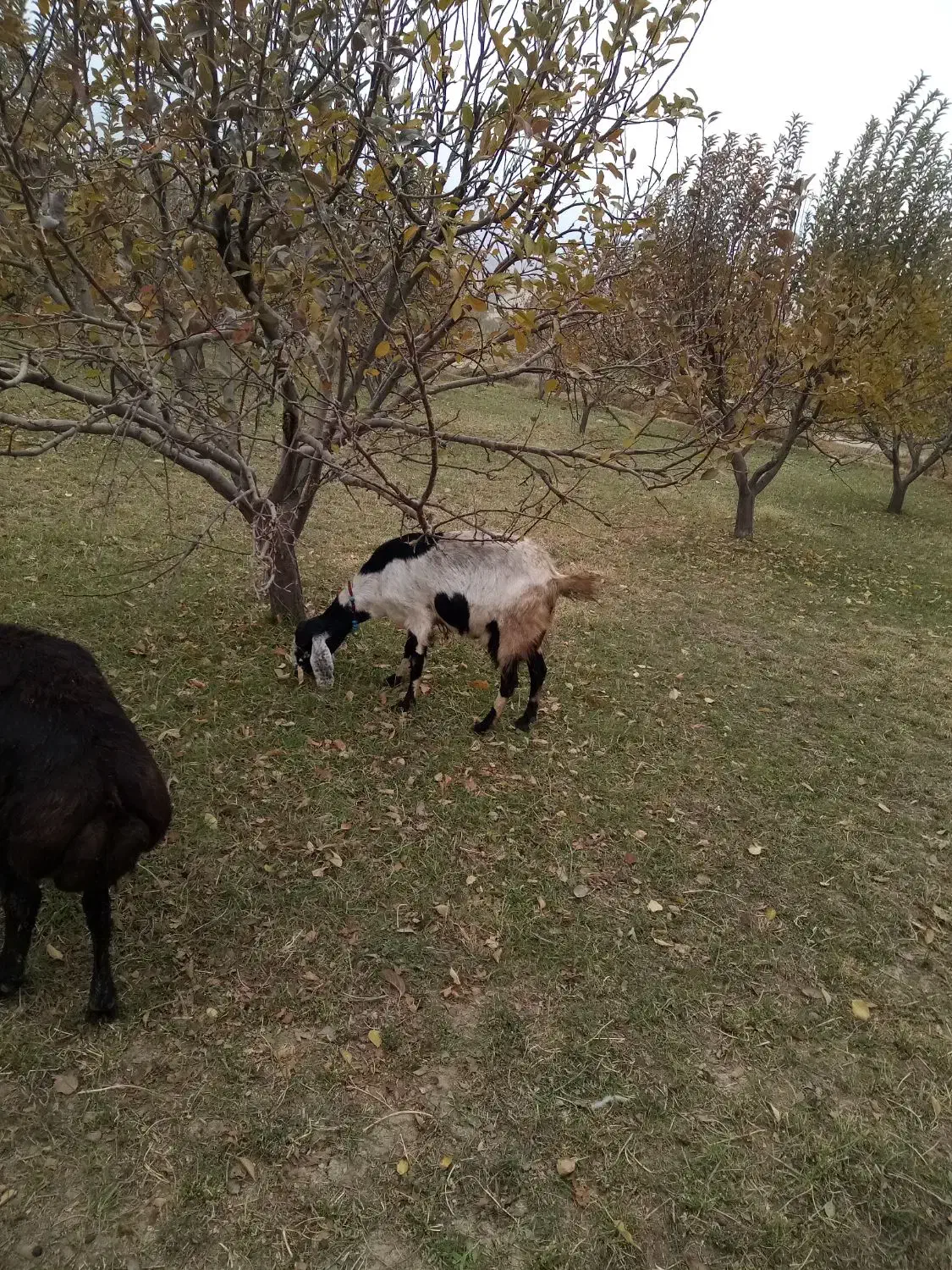 بز دوقلو|حیوانات مزرعه|بروجرد, |دیوار