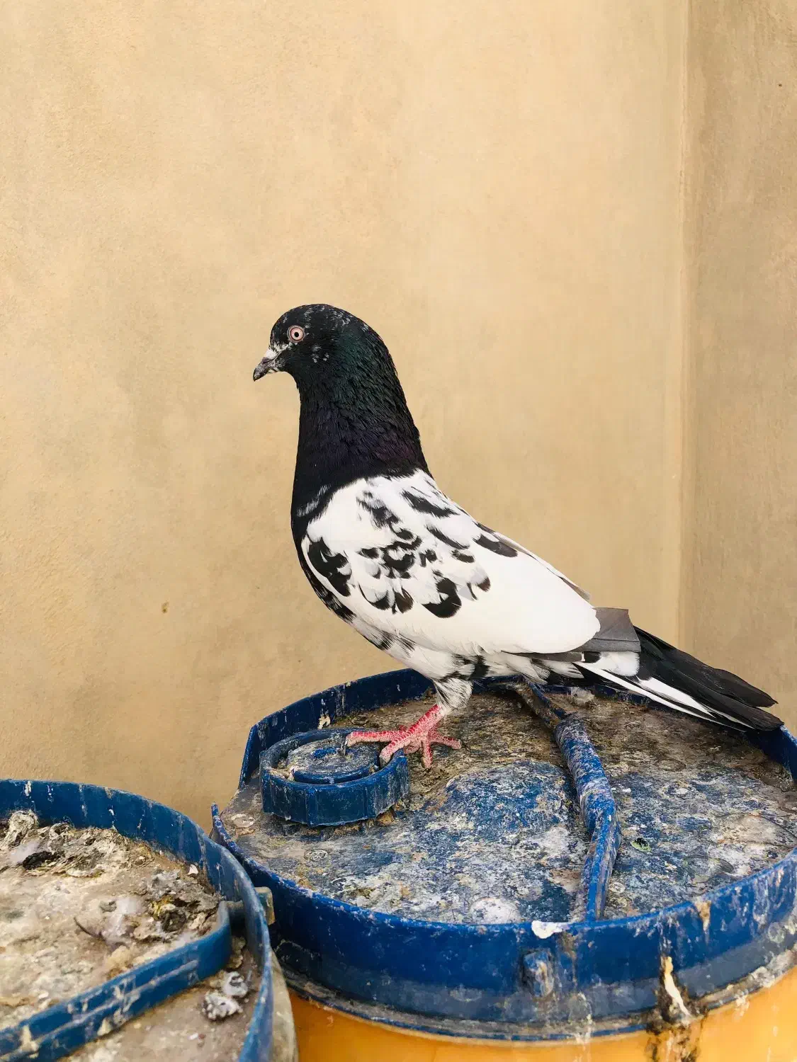 نر رامپوری پاکستانی|پرنده|ایرانشهر, |دیوار