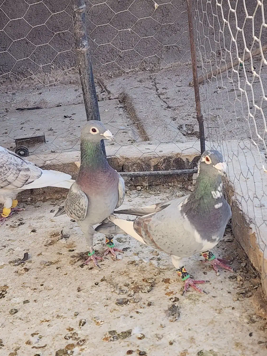 ۵ عدد طاوسیی نامبروان|پرنده|مشهد, شهرک بهارستان|دیوار