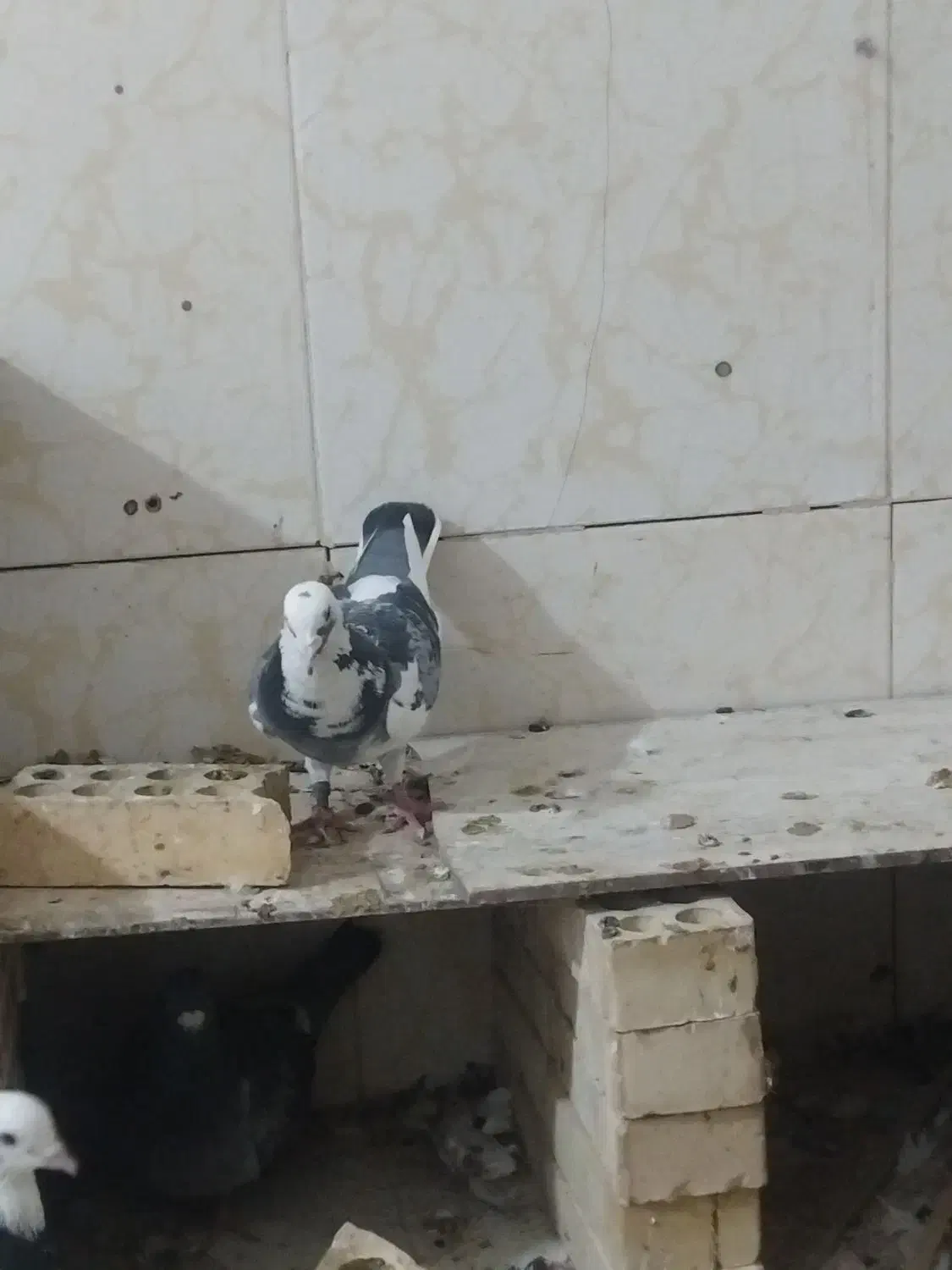 کفتر پلاکی|پرنده|خرمشهر, |دیوار