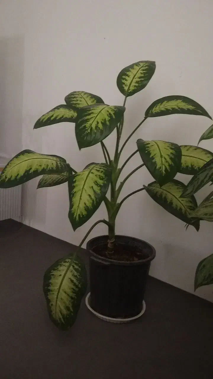 گل دیفن|گل و گیاه طبیعی|سنقر, |دیوار