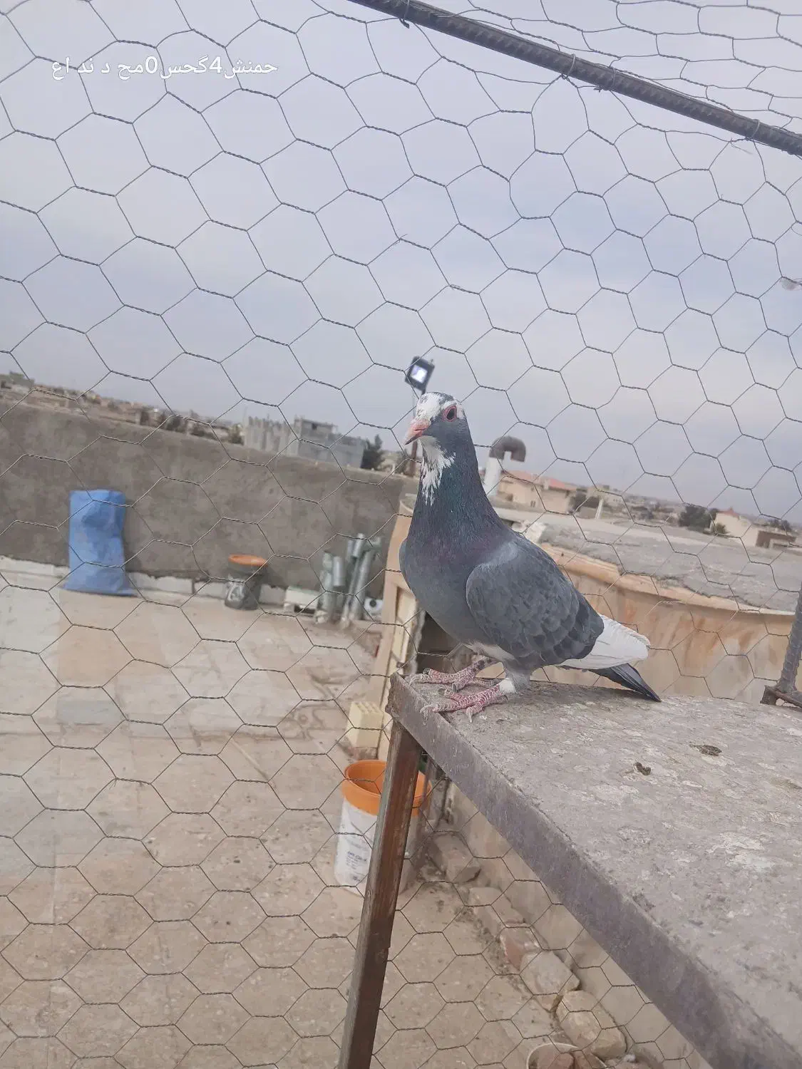 پلنگ.زرد|پرنده|رفسنجان, |دیوار