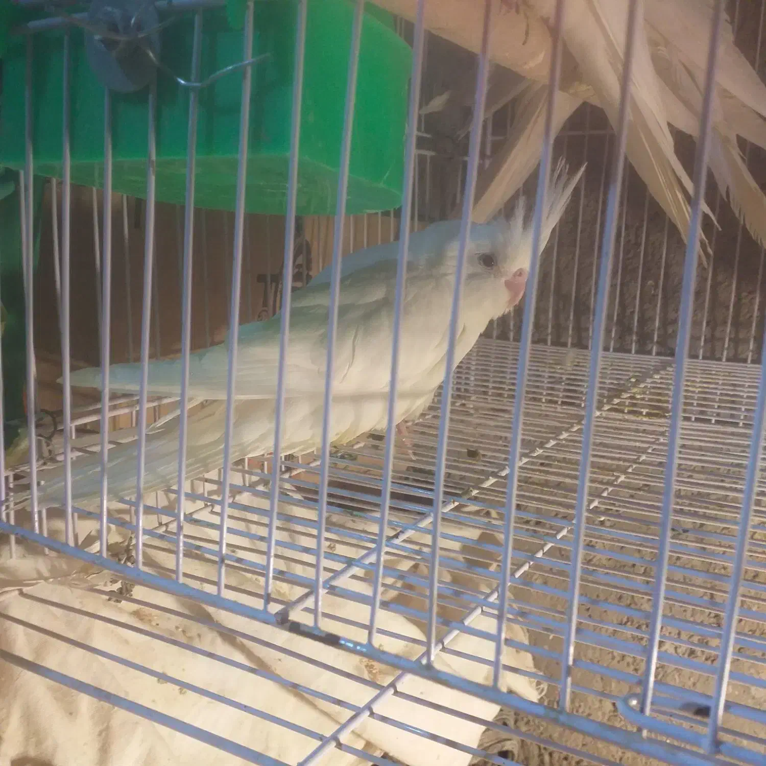 عروس هلندی|پرنده|زهک, |دیوار