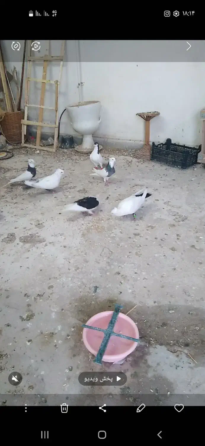 ۴عدد کبوتر|پرنده|قزوین, |دیوار