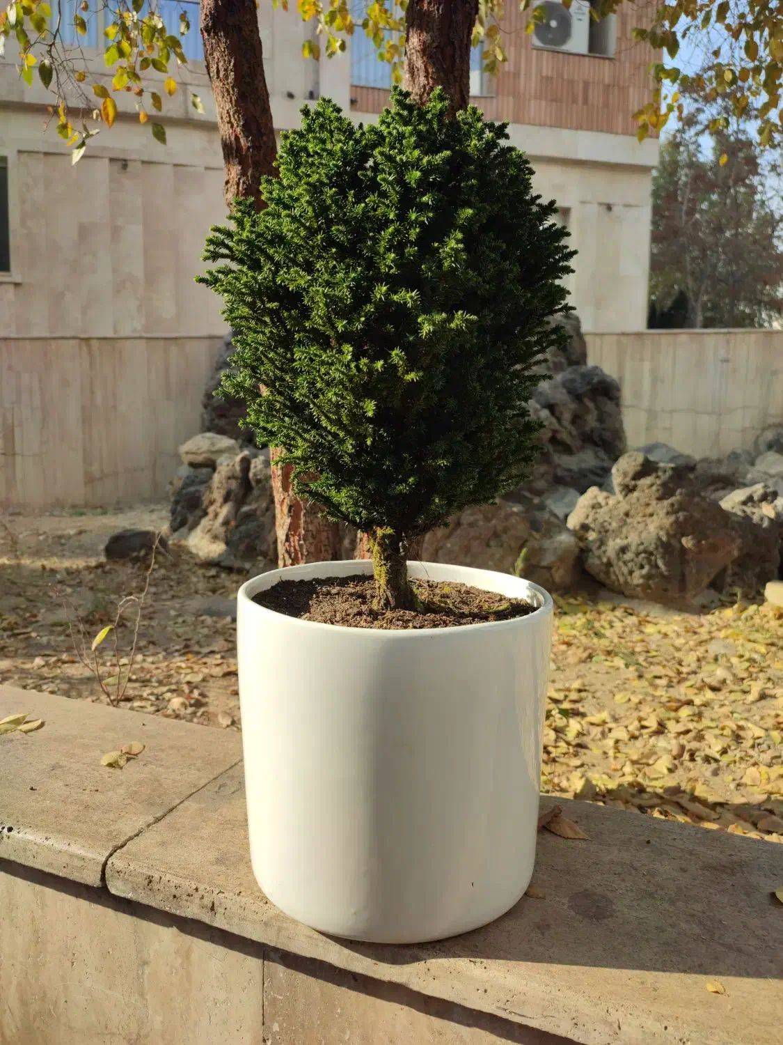 کریپ توپی (62% تخفیف) 13ساله|گل و گیاه طبیعی|تهران, صادقیه|دیوار