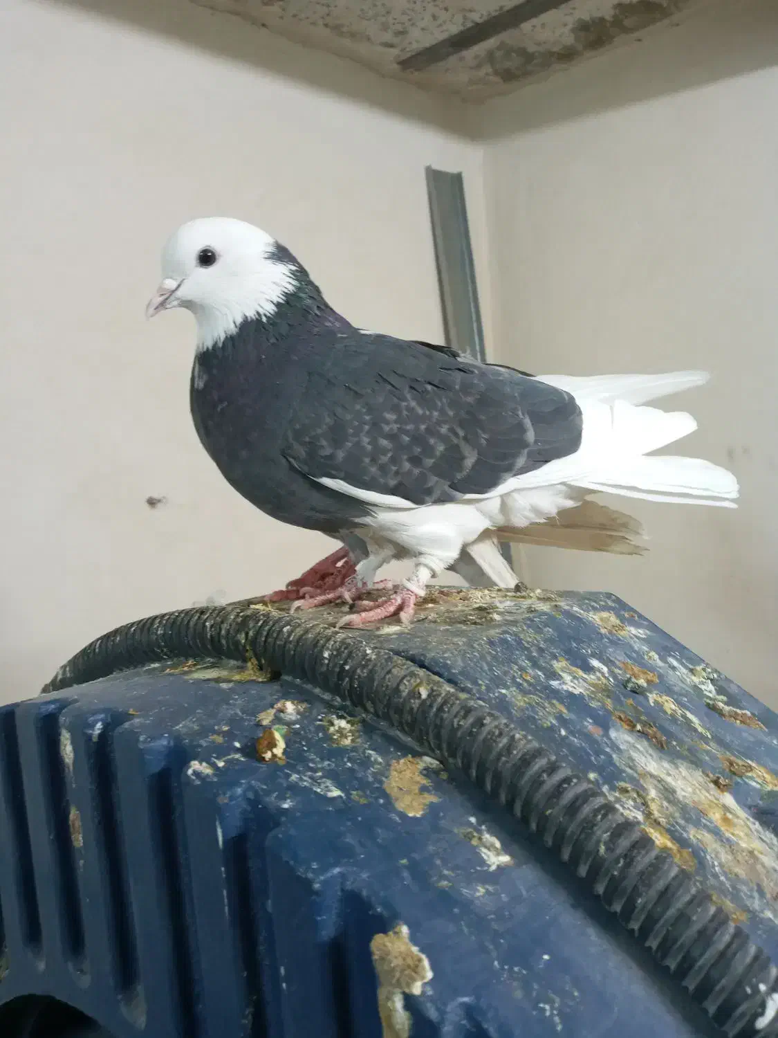 کفتر شازده درجه1|پرنده|ورامین, خیر آباد|دیوار