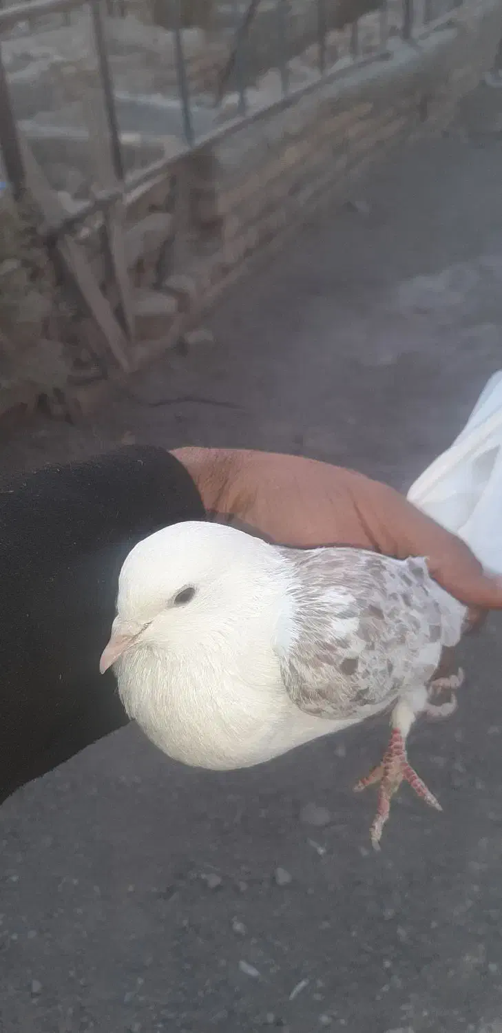 کفتر دوکت معاوضه|پرنده|قنوات, |دیوار