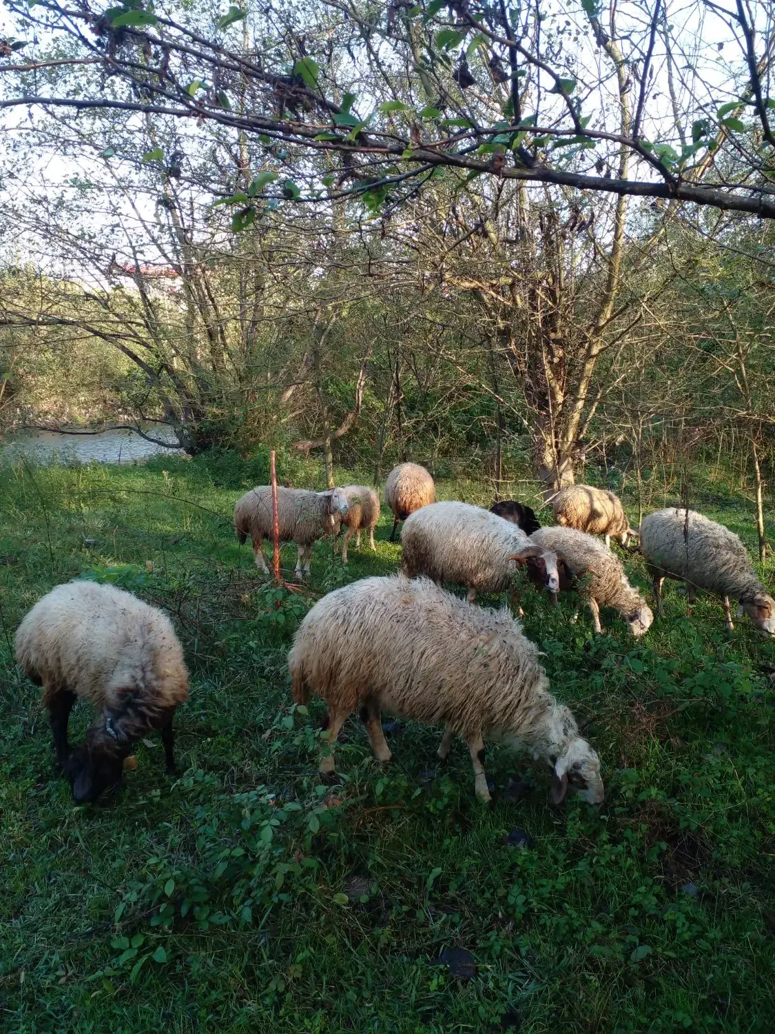 فروش نر|حیوانات مزرعه|لاهیجان, لفمجان|دیوار