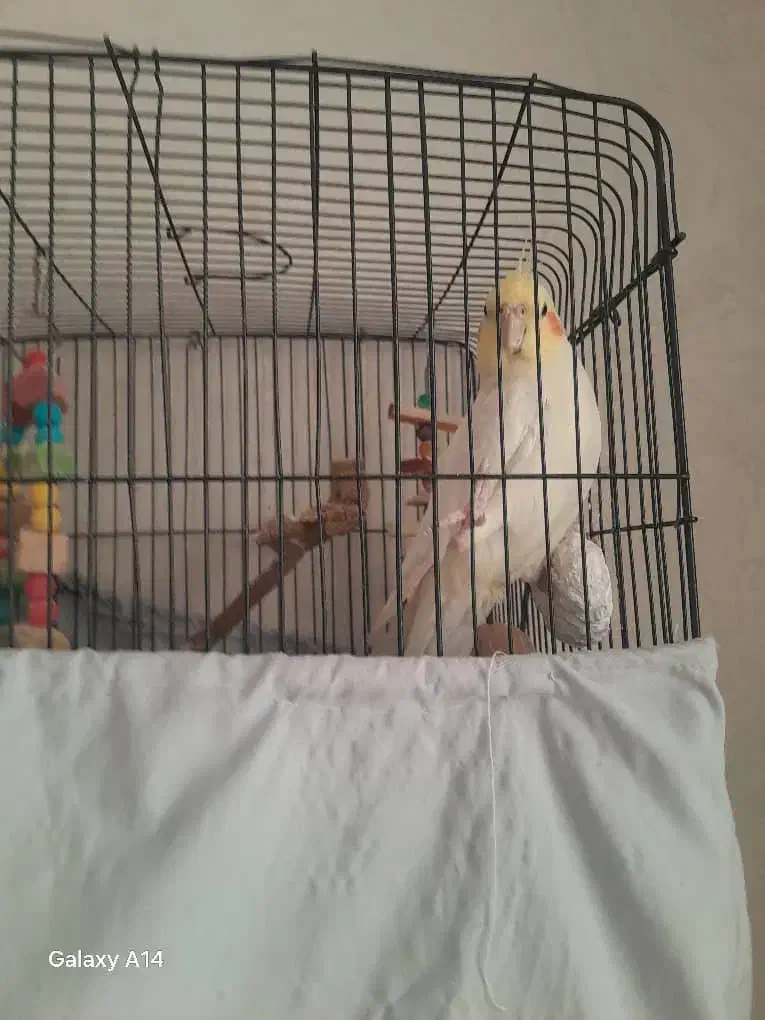 عروس هلندی|پرنده|تهران, شهرک صادقیه|دیوار