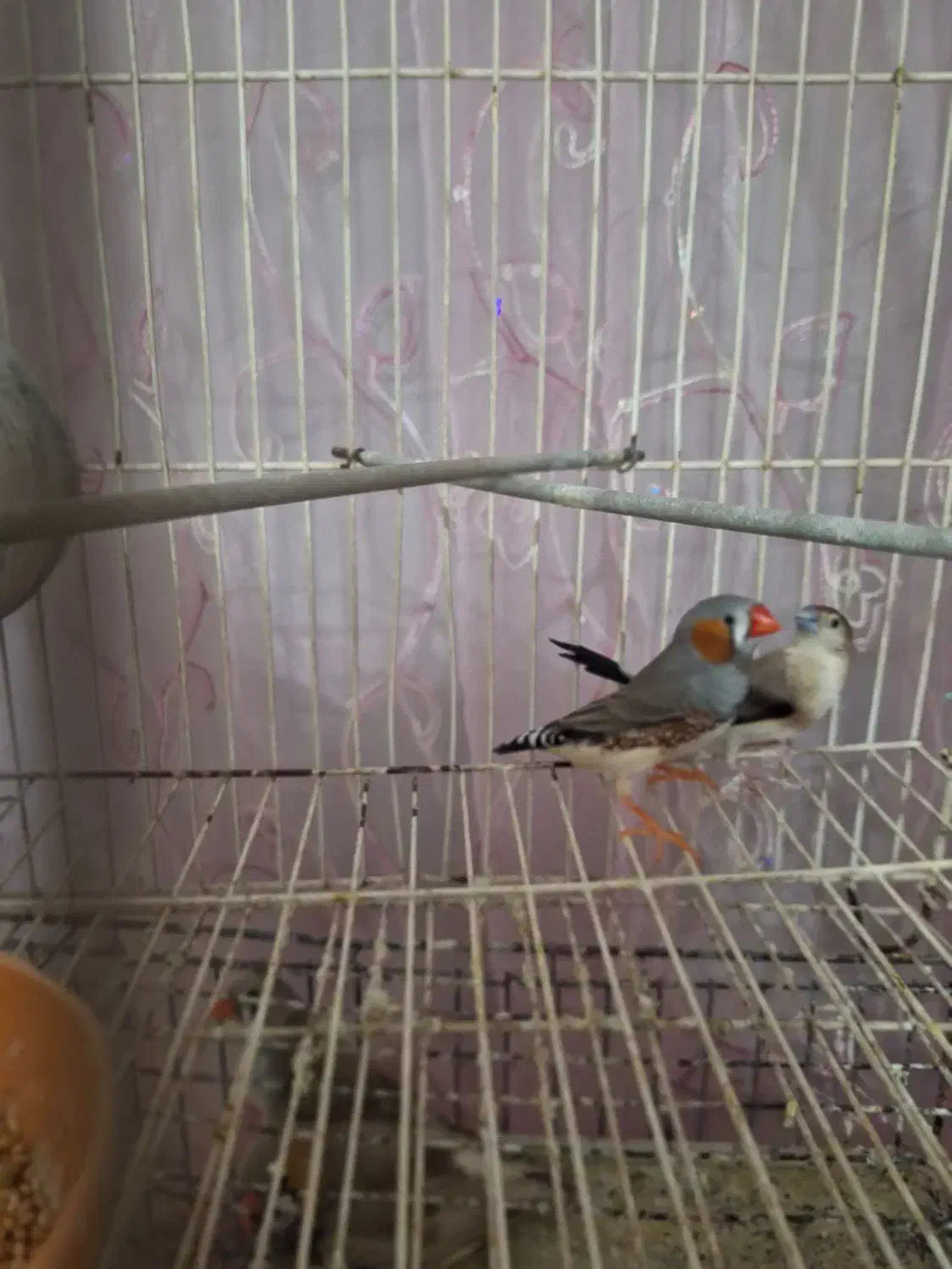 فنج|پرنده|چابهار, |دیوار