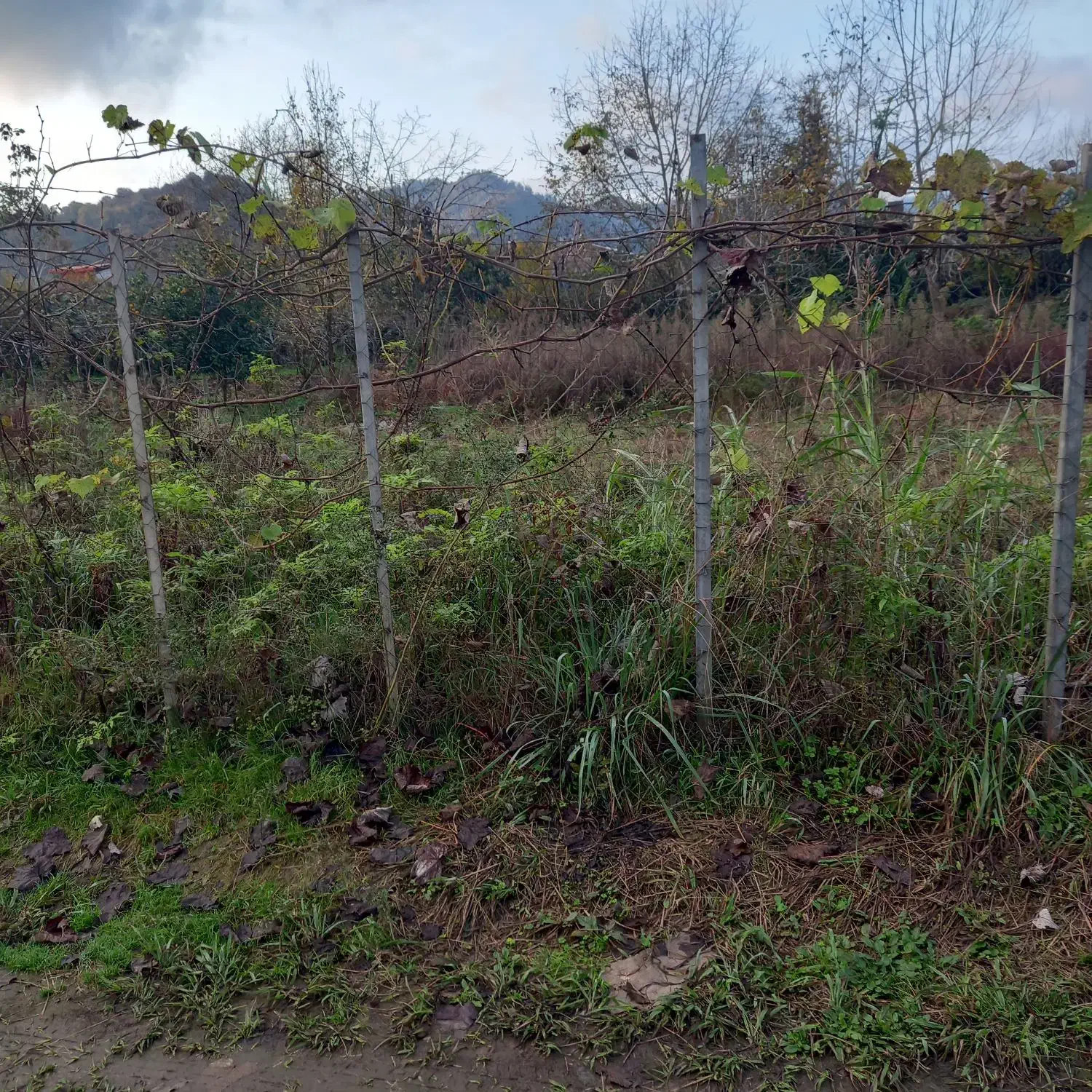 زمین نسقی باغی|فروش زمین و ملک کلنگی|گوراب زرمیخ, |دیوار