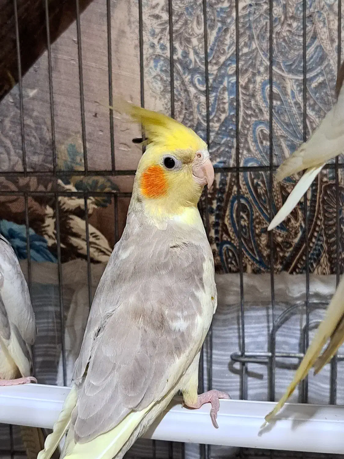 عروس هلندی|پرنده|هشتگرد, شهرک ولیعصر (مصلی)|دیوار