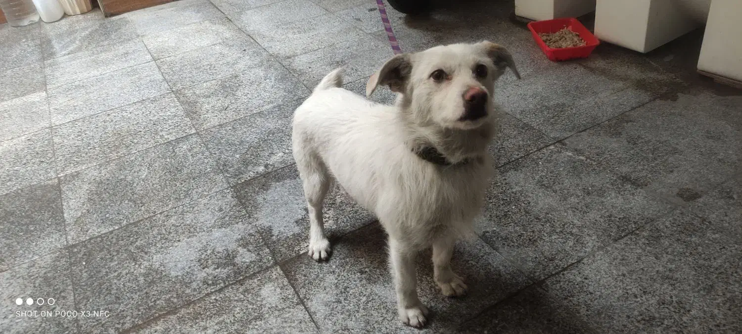 سگ اشپیتز|سگ|تهران, شادآباد|دیوار