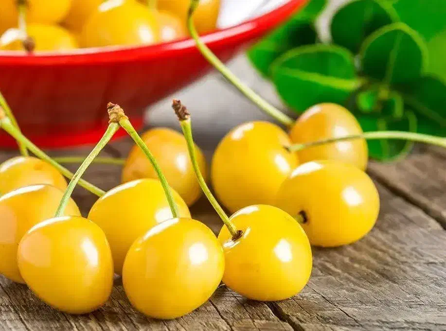 پیشفروش نهال نهال گیلاس زرد اورمیه|خدمات باغبانی و درختکاری|خسروشاه, |دیوار
