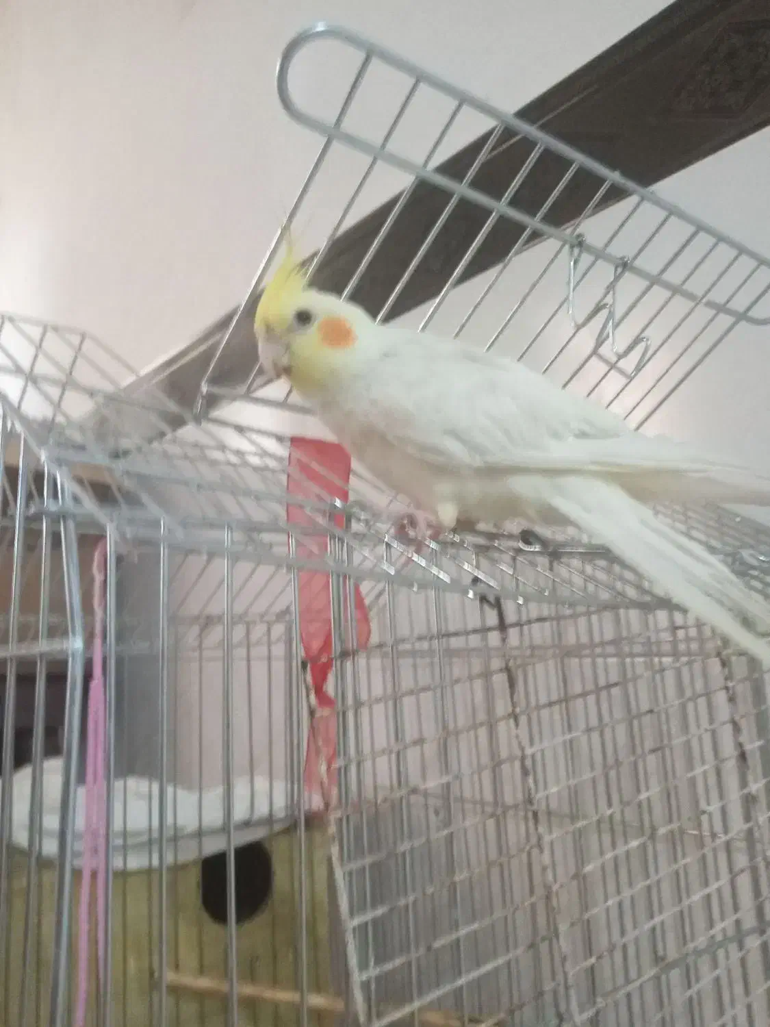 پرنده گم شده|حیوانات|آبادان, |دیوار