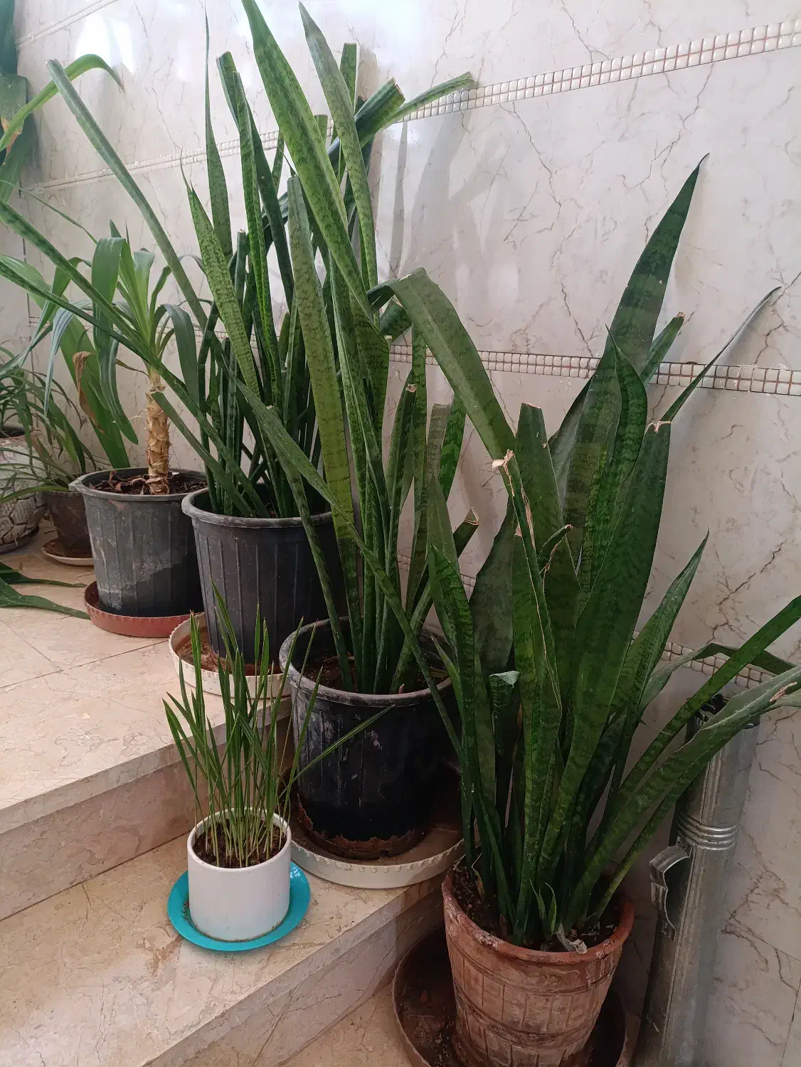 گل سانسوریا|گل و گیاه طبیعی|شیراز, شهرک امام حسن|دیوار