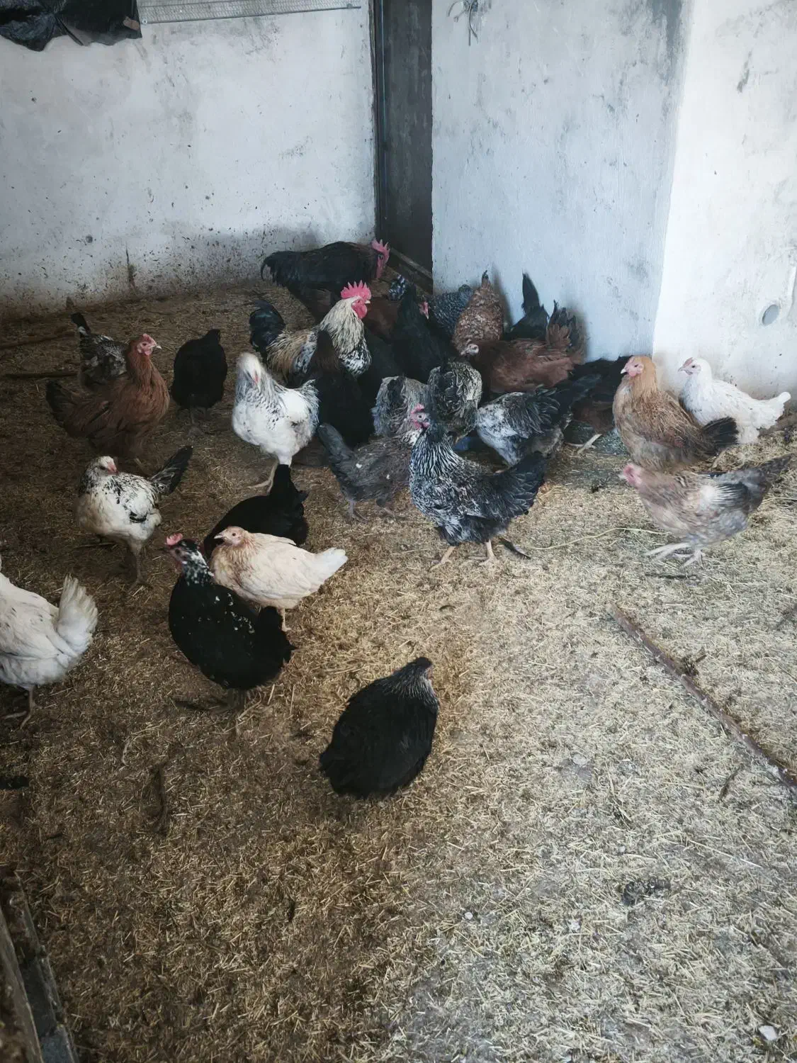 مرغ و خروس|حیوانات مزرعه|رودهن, |دیوار