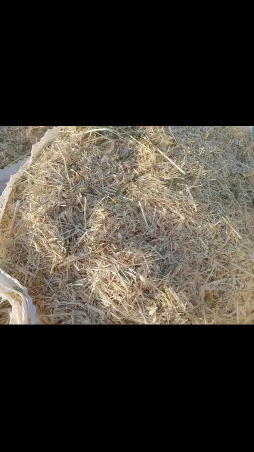 کاه گندم لوکس سر خوشه دیم گونی شده درجه یک همدان|حیوانات مزرعه|اصفهان, جلالیه|دیوار