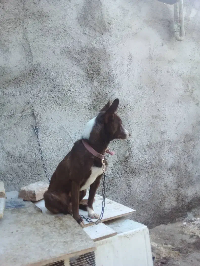 سگ پاکوتاه|سگ|خرمآباد, |دیوار