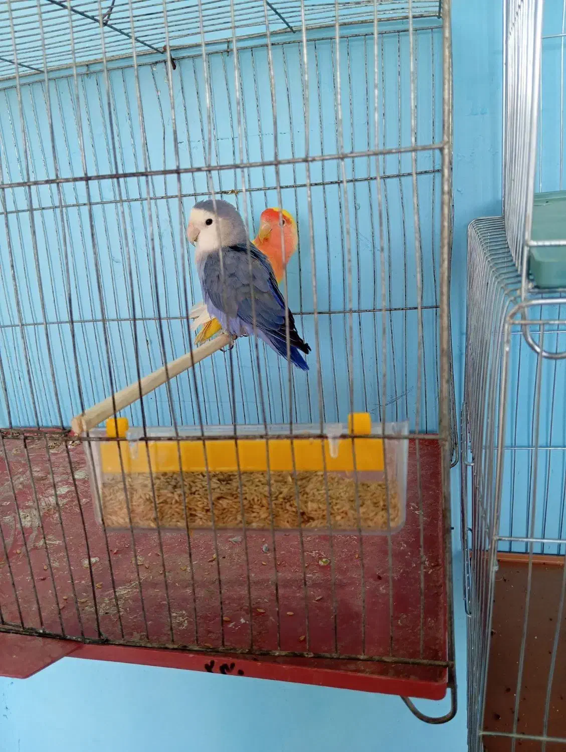 طوطی برزیلی|پرنده|ماهان, |دیوار