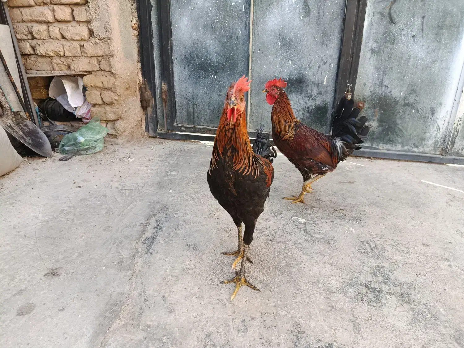 دوعددمرغ دوعددخروس محلی اصل|حیوانات مزرعه|مرودشت, محمد آباد|دیوار