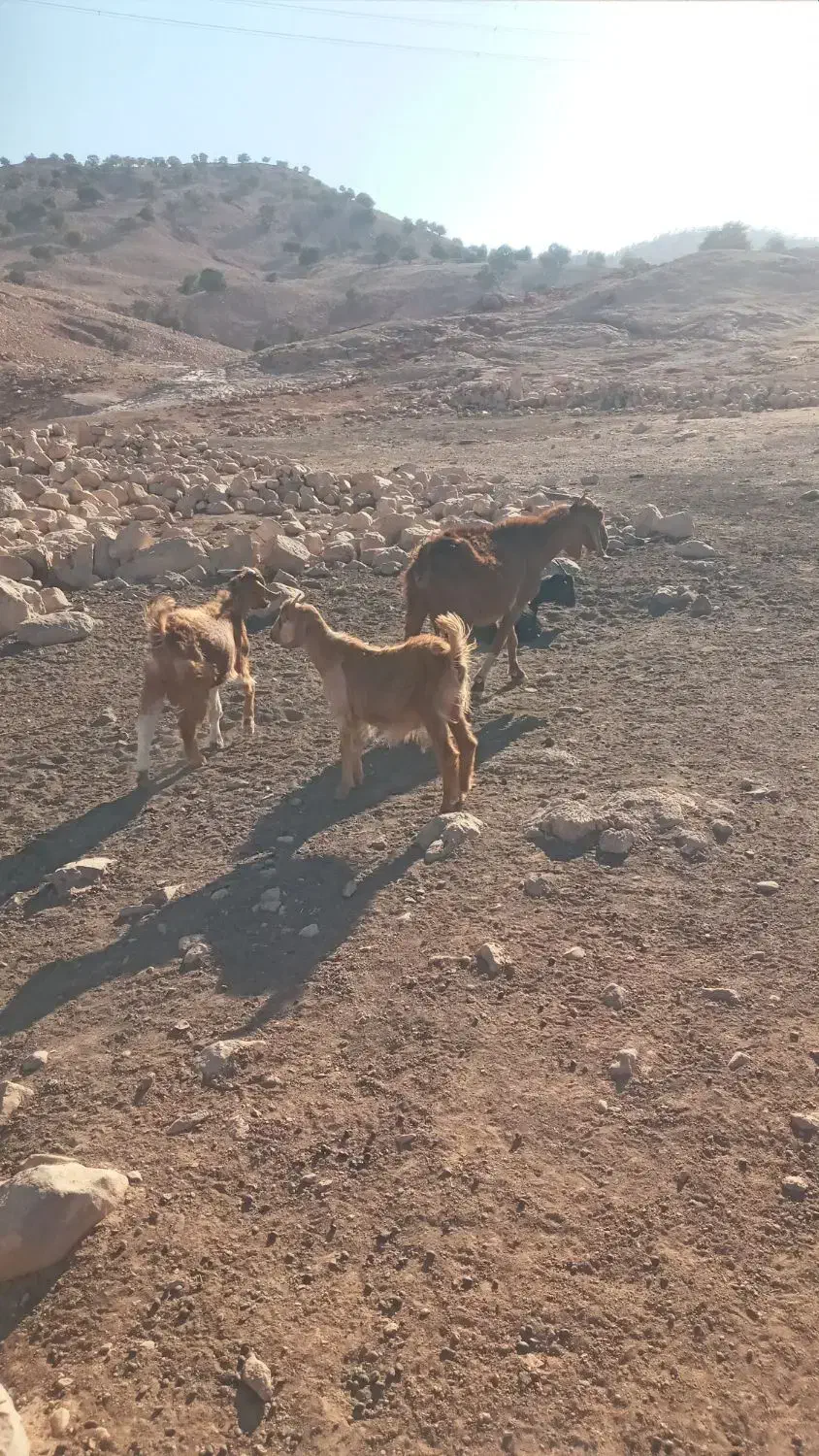 بز وبزغاله|حیوانات مزرعه|خرمآباد, |دیوار