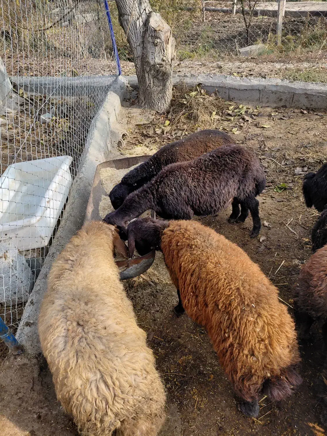 گوسفند پرورشی نر یک ساله کیلویی|حیوانات مزرعه|نوشین شهر, |دیوار