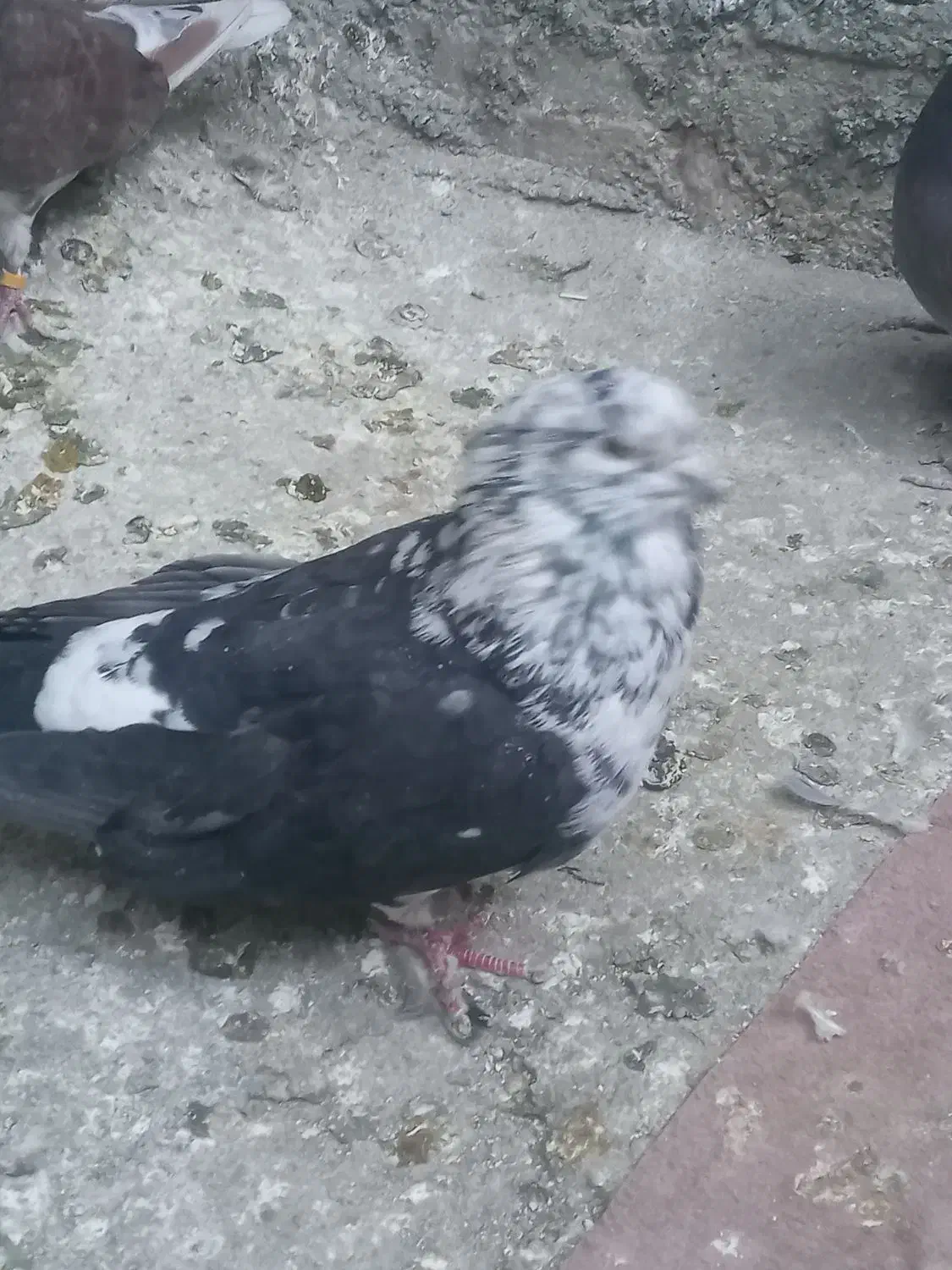 نر سوسکی نوک ریز کله پفکی|پرنده|بیستون, |دیوار