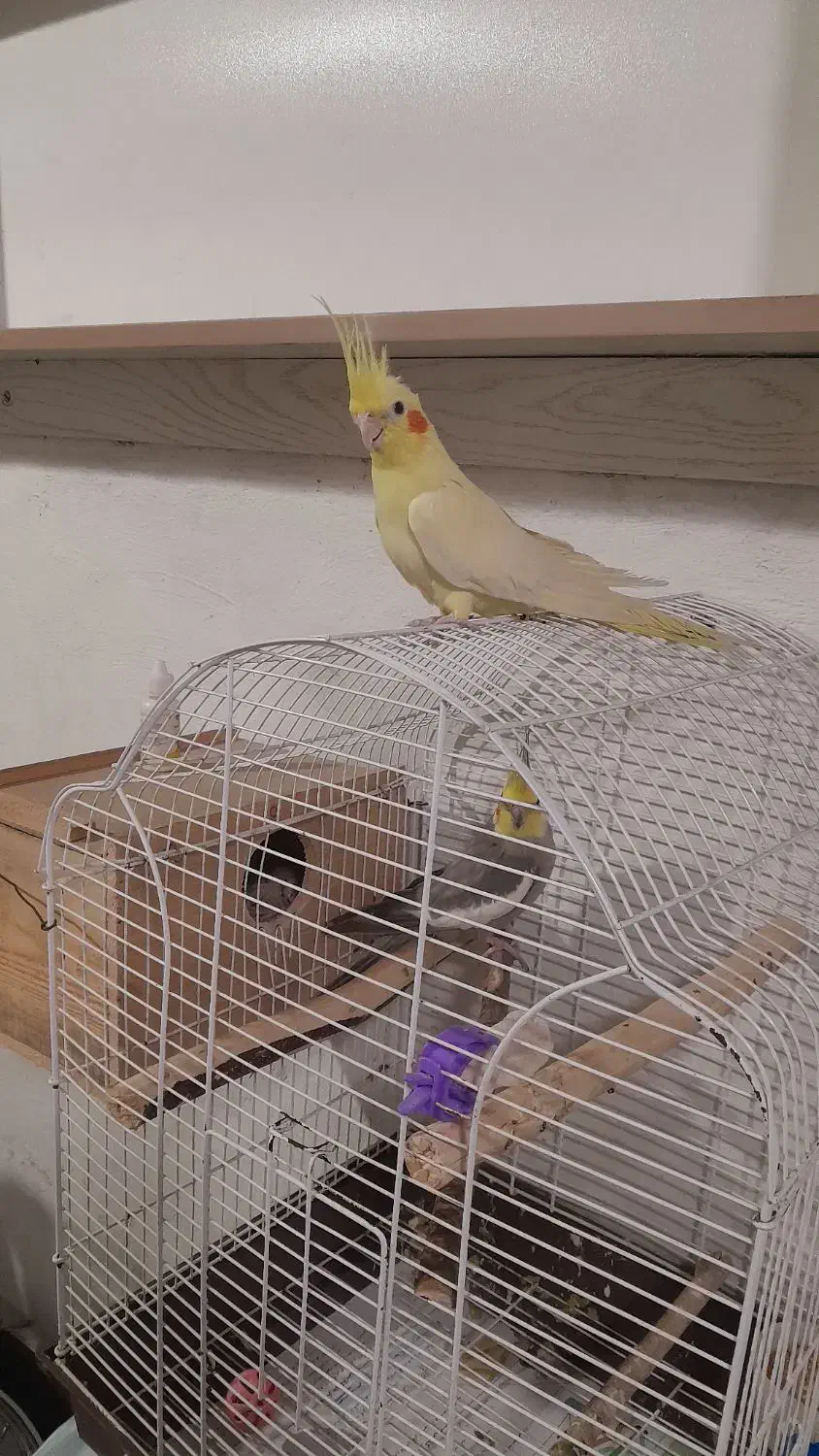 تعدادی پرنده برای فروش|پرنده|رشت, کوی امام رضا|دیوار