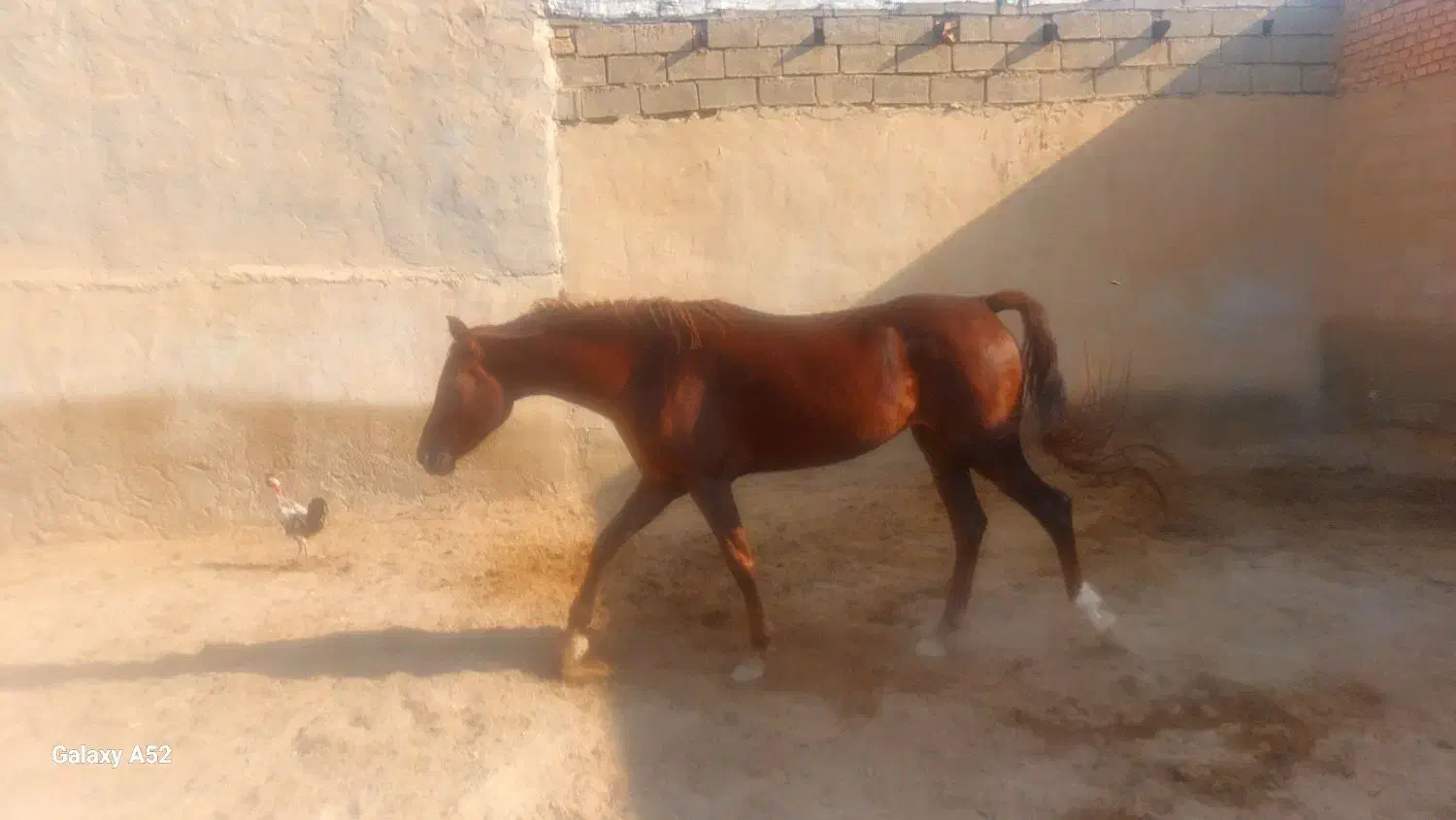 فروش اسب عرب خالص|اسب و تجهیزات اسب‌سواری|رامشیر, |دیوار