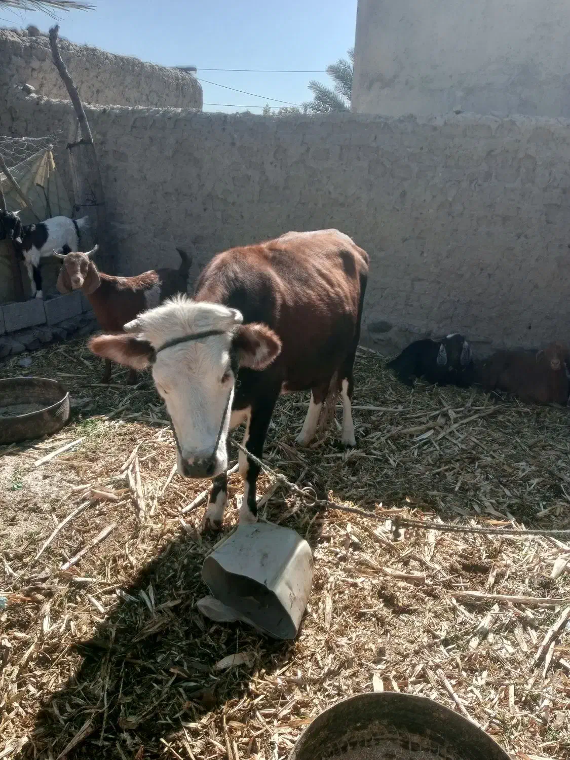 گاوفروشی شش هفت ماه که آپسته|حیوانات مزرعه|ریگ ملک, |دیوار