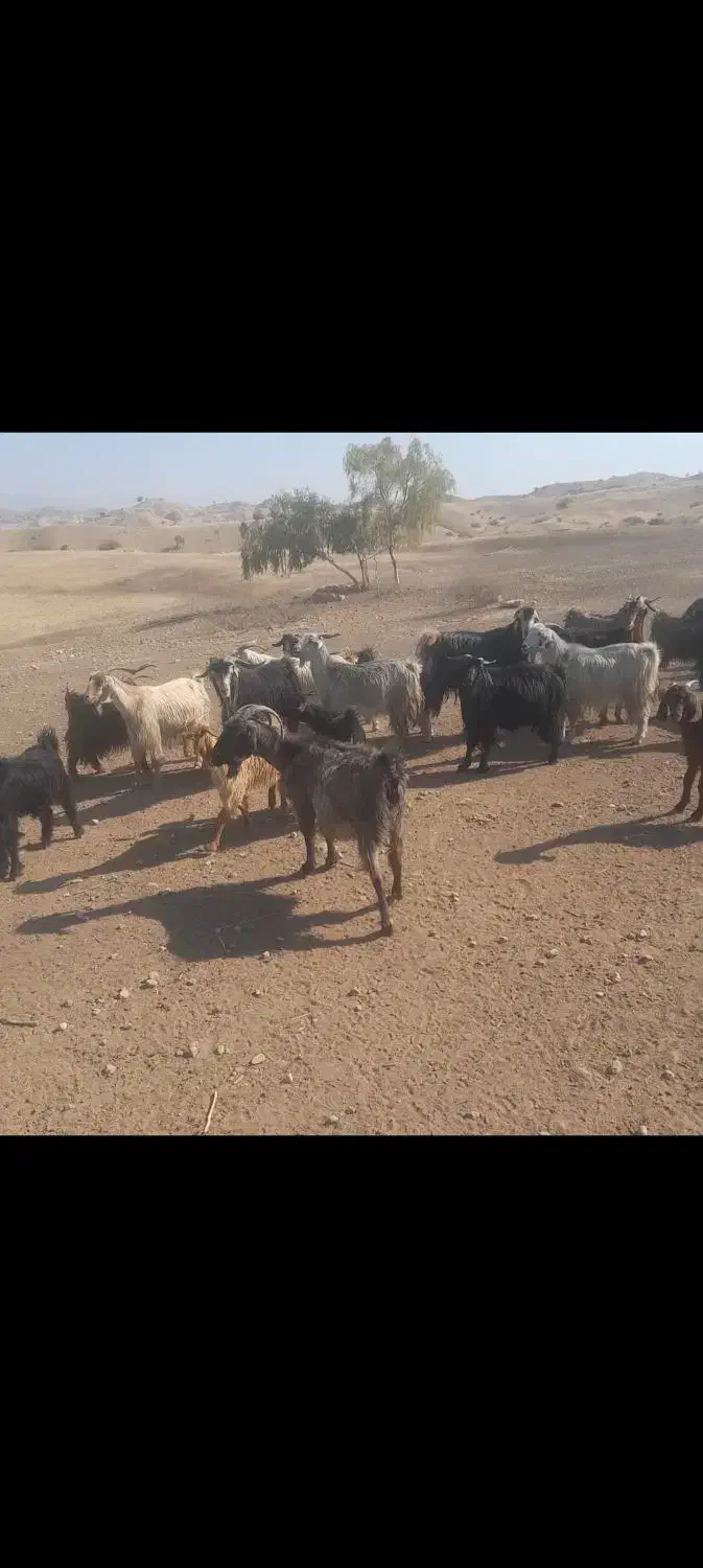 بز داشتی|حیوانات مزرعه|نورآباد ممسنی, |دیوار